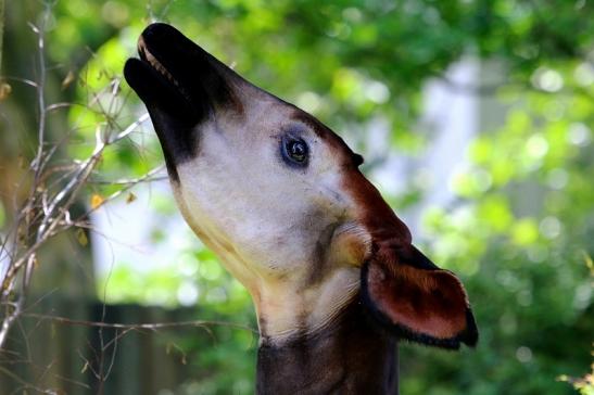 Okapi Zoo Frankfurt am Main 2014