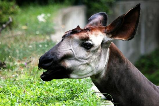 Okapi Zoo Frankfurt am Main 2014