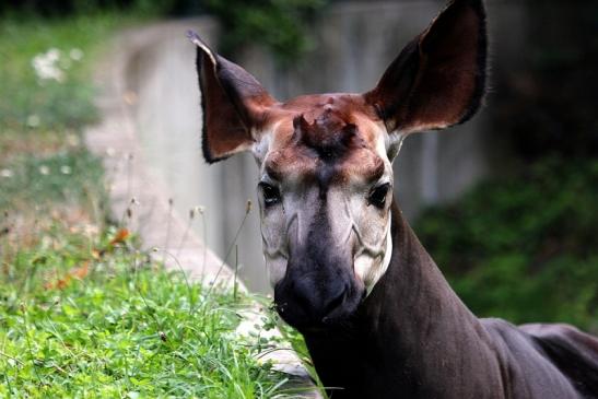 Okapi Zoo Frankfurt am Main 2014