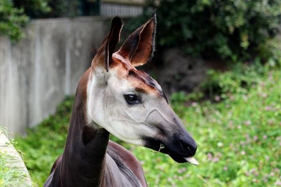 Okapi Zoo Frankfurt am Main 2014