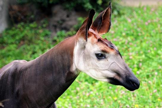 Okapi Zoo Frankfurt am Main 2014