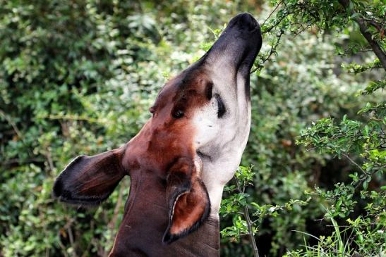 Okapi Zoo Frankfurt am Main 2014