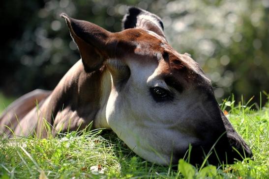 Okapi Zoo Frankfurt am Main 2014