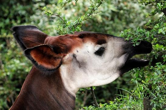 Okapi Zoo Frankfurt am Main 2014