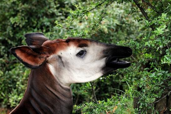 Okapi Zoo Frankfurt am Main 2014