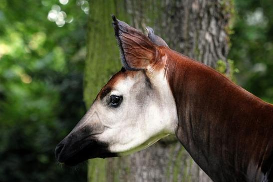 Okapi Zoo Frankfurt am Main 2014