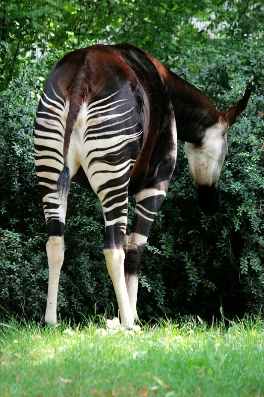 Daums Tierwelt - Okapi