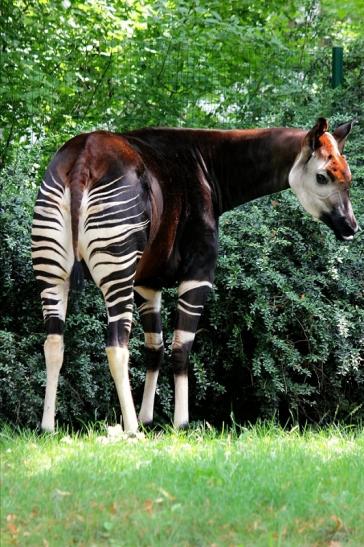 Okapi Zoo Frankfurt am Main 2014