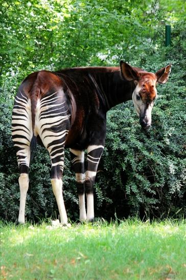 Okapi Zoo Frankfurt am Main 2014