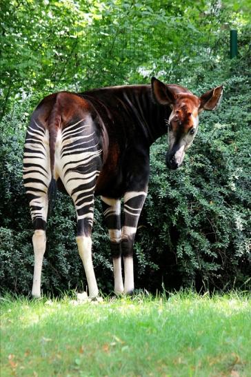 Okapi Zoo Frankfurt am Main 2014