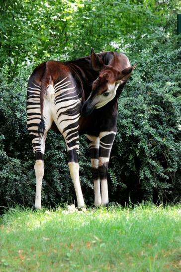 Okapi Zoo Frankfurt am Main 2014