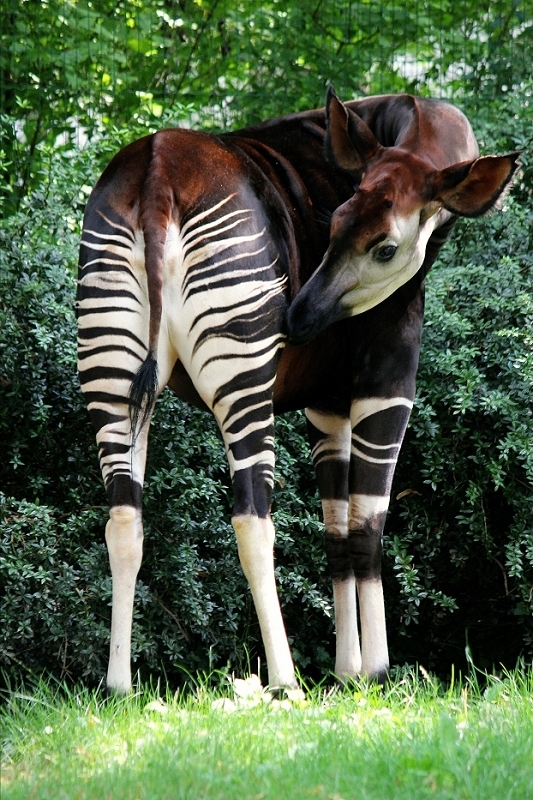 Okapi Zoo Frankfurt am Main 2014