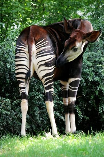 Okapi Zoo Frankfurt am Main 2014