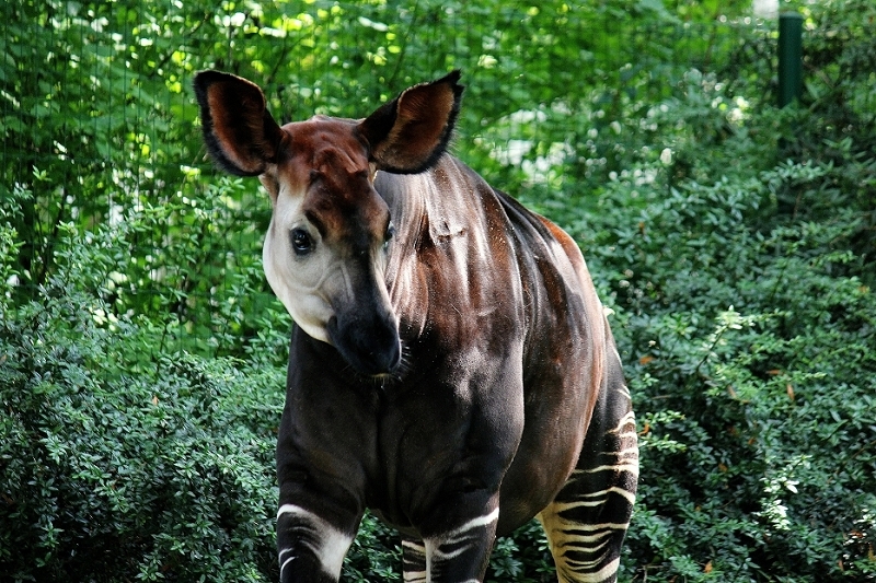 Daums Tierwelt - Okapi