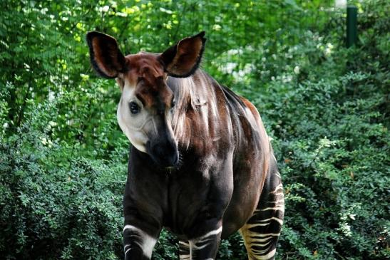 Okapi Zoo Frankfurt am Main 2014