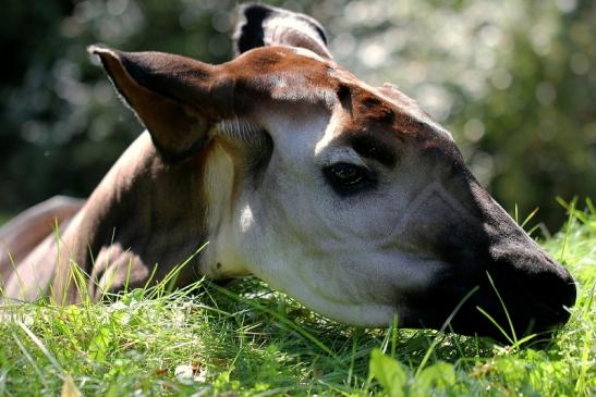 Okapi Zoo Frankfurt am Main 2014