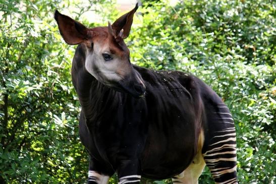 Okapi Zoo Frankfurt am Main 2014