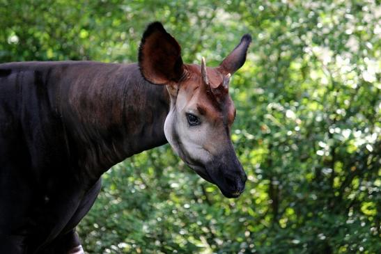 Okapi Zoo Frankfurt am Main 2014