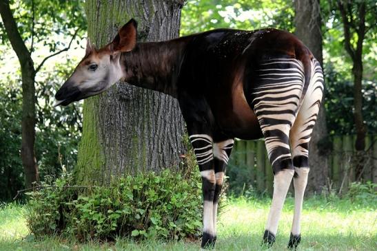 Okapi Zoo Frankfurt am Main 2014