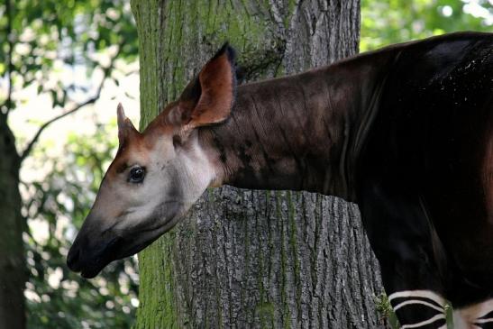 Okapi Zoo Frankfurt am Main 2014