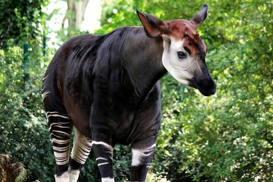 Okapi Zoo Frankfurt am Main 2014