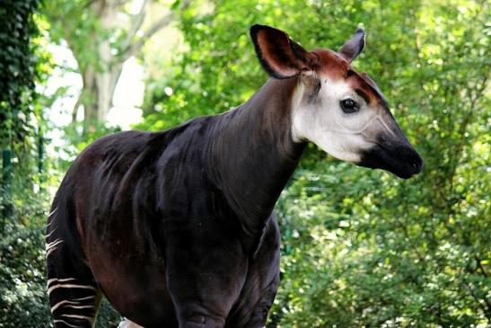 Okapi Zoo Frankfurt am Main 2014