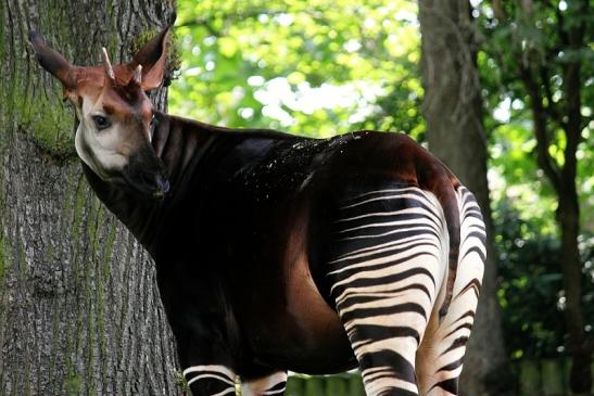 Okapi Zoo Frankfurt am Main 2014