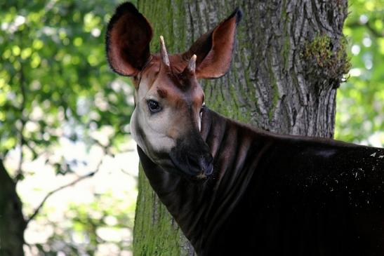 Okapi Zoo Frankfurt am Main 2014