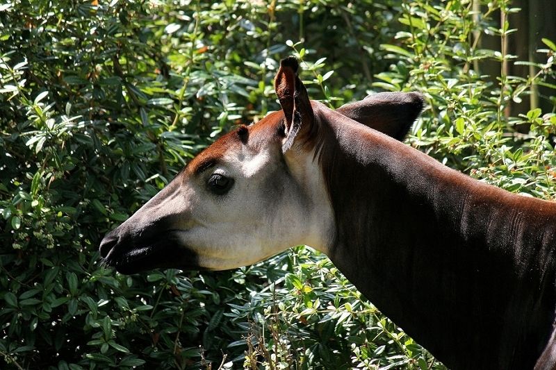 Daums Tierwelt - Okapi