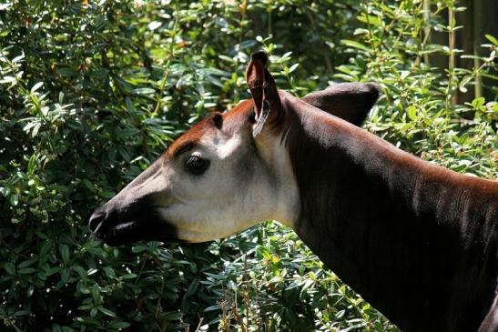 Okapi Zoo Frankfurt am Main 2014