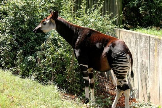 Okapi Zoo Frankfurt am Main 2014