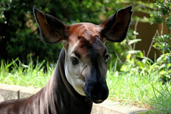 Okapi Zoo Frankfurt am Main 2014