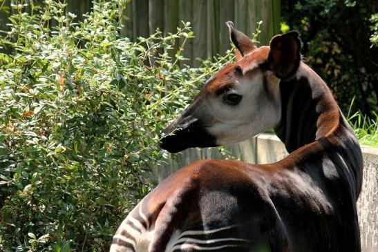 Okapi Zoo Frankfurt am Main 2014