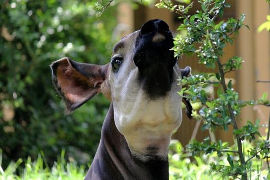 Okapi Zoo Frankfurt am Main 2014