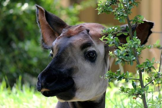 Okapi Zoo Frankfurt am Main 2014