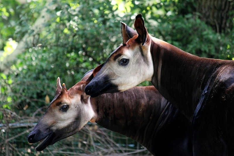 Okapi Zoo Frankfurt am Main 2014