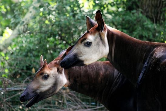 Okapi Zoo Frankfurt am Main 2014