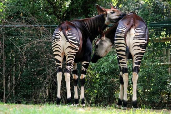 Okapi Zoo Frankfurt am Main 2014