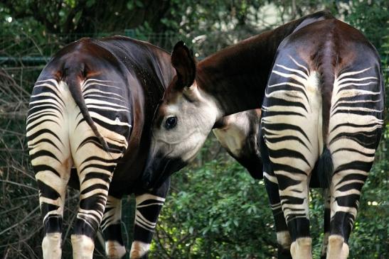 Okapi Zoo Frankfurt am Main 2014