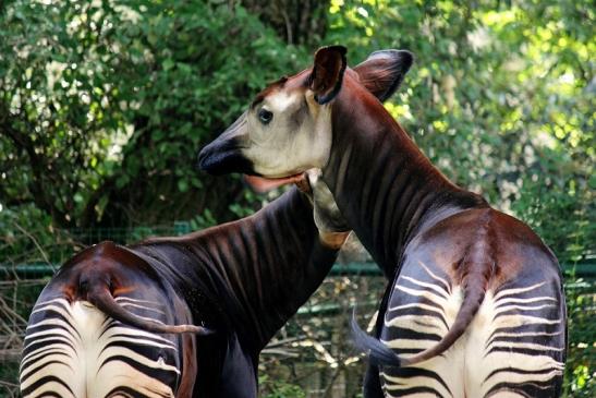 Okapi Zoo Frankfurt am Main 2014