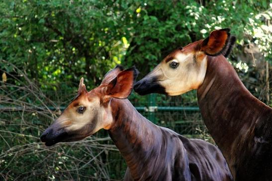 Okapi Zoo Frankfurt am Main 2014