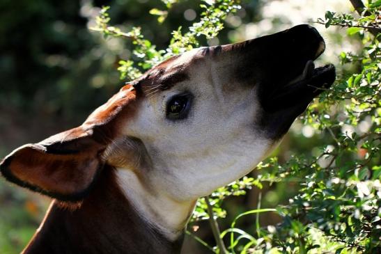 Okapi Zoo Frankfurt am Main 2014