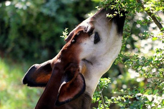 Okapi Zoo Frankfurt am Main 2014