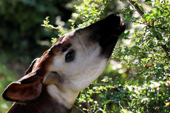 Okapi Zoo Frankfurt am Main 2014