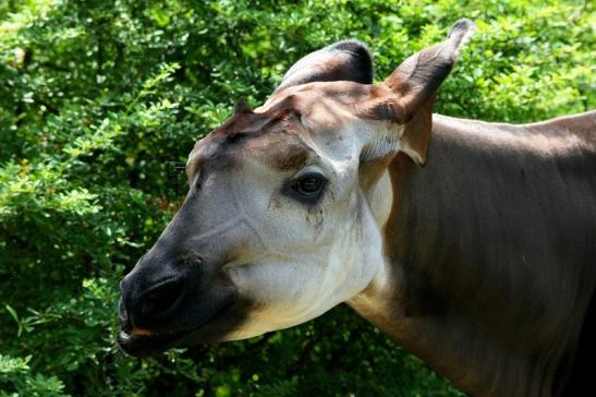 Okapi Zoo Frankfurt am Main 2014