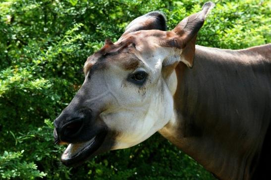 Okapi Zoo Frankfurt am Main 2014