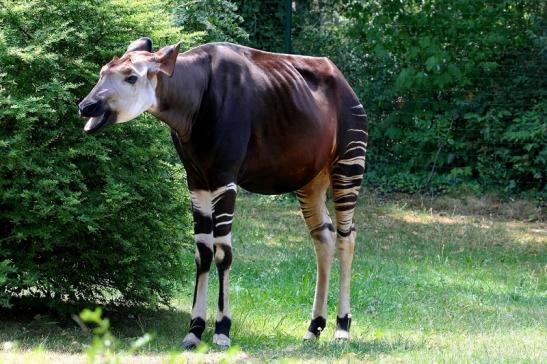 Okapi Zoo Frankfurt am Main 2014