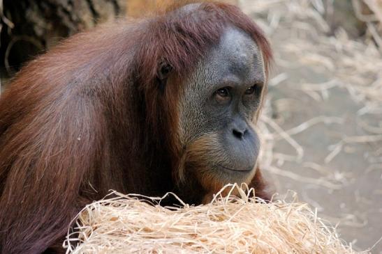 Orang Utan Zoo Frankfurt am Main 2013