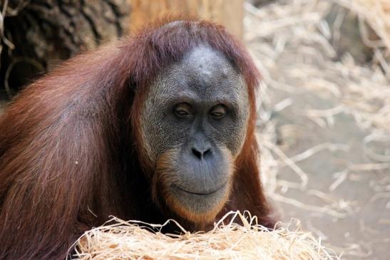 Orang Utan Zoo Frankfurt am Main 2013