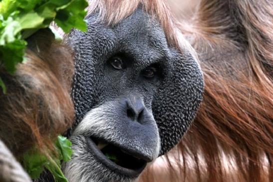 Orang Utan Zoo Frankfurt am Main 2013